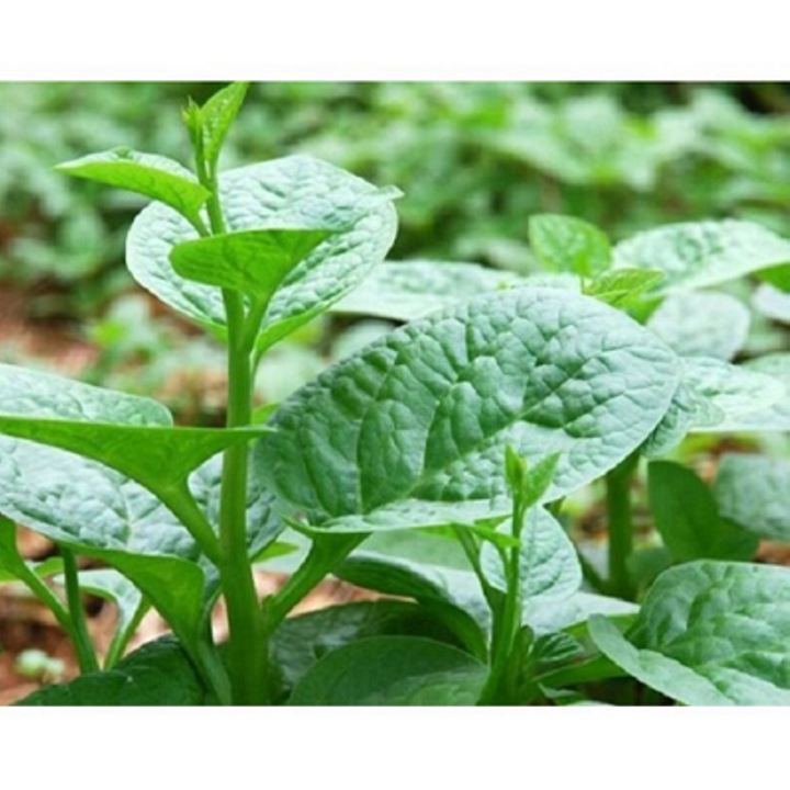 Hạt giống rau mùng tơi